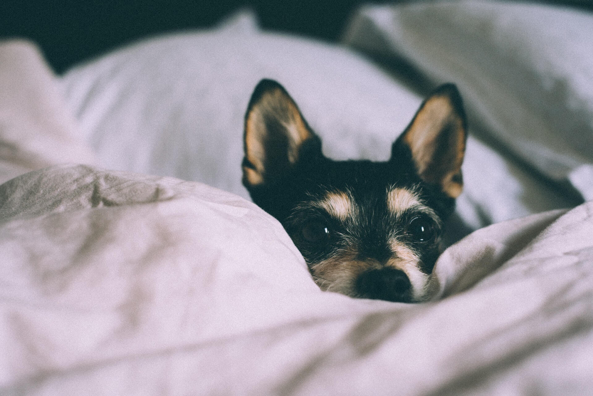 Comfy dog